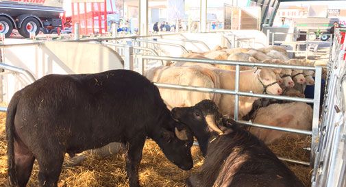 200mila alla Fiera di Santa Lucia, edizione da record