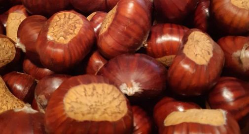 Ladri di marroni nei boschi di Valmareno