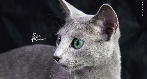Centinaia di mici pronti a sfidare Ginette, la gatta più bella del mondo