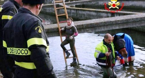 il cavallo nella vasca a Ormelle