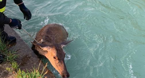 Cappella Maggiore, Cerva scivola e cade in un canale