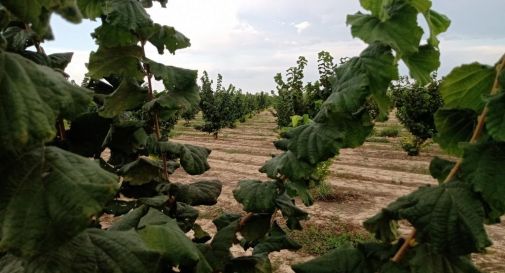 Chiarano, al Noceto si produrranno anche le nocciole