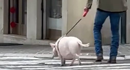 A passeggio con il maiale in centro città e il video diventa virale 