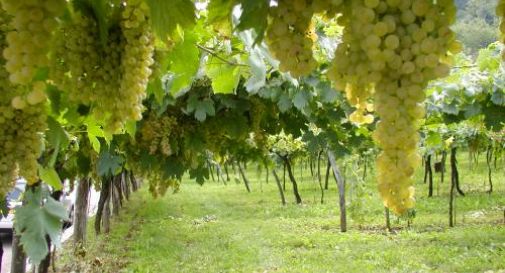 Vigneti lungo il Lierza: un pericolo da eliminare