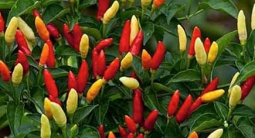 Peperoncino, mostra ai Giardini del Sole