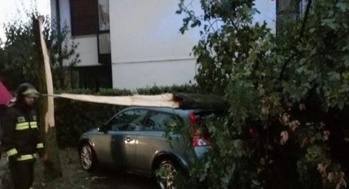 Pioggia e forte vento in città, Put bloccato per la caduta di un grosso ramo