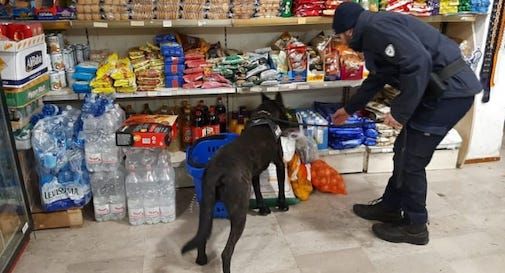 controlli unità cinofila polizia locale 