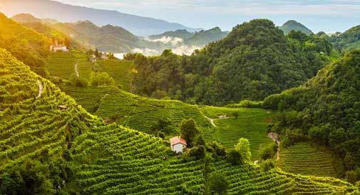 Coldiretti minaccia querele dopo gli articoli sul Prosecco