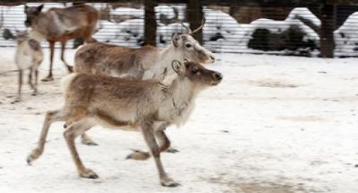 Russia, confermati 20 casi di antrace in Siberia: morto 12enne. Infezione passata da renne