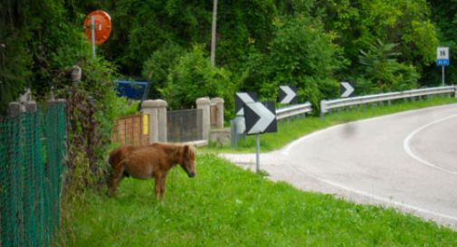 Pony abbandonato sul ciglio della strada