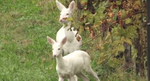 Collalbrigo, Bianco e Bianchina 