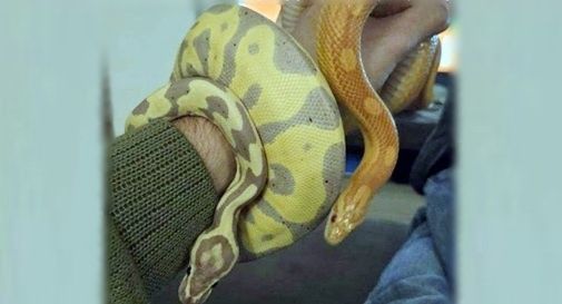 serpenti