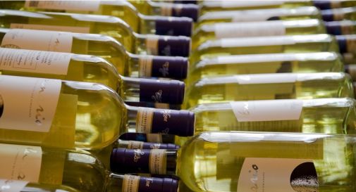 vino