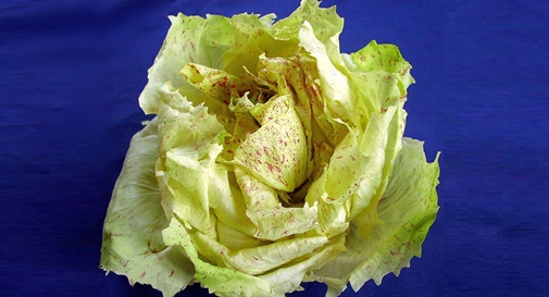 Radicchio Variegato di Castelfranco IGP