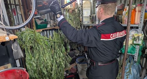 marijuana sequestrata 