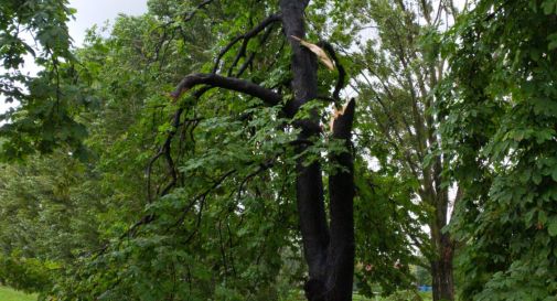 Albero spezzato da vento