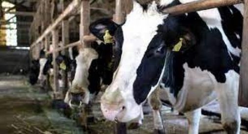  Latte, settore in crisi: “Imprese strozzate dagli aumenti, si rischia la chiusura”