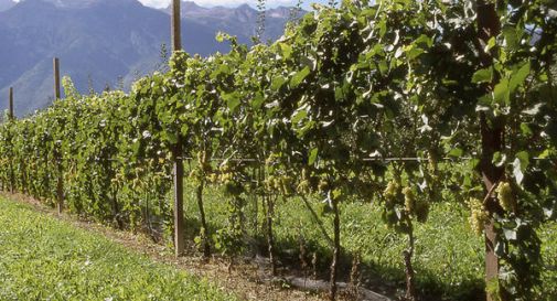 Pioggia e freddo, Consorzio tutela e associazioni uniti per salvare il Prosecco