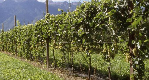 Ottimo anno per il Prosecco: riserva per il 2016 e aumento di prezzi