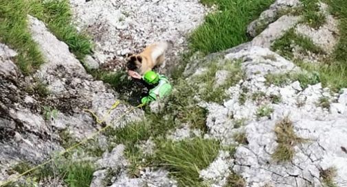 Pieve del Grappa, recuperato il cane finito nel canale