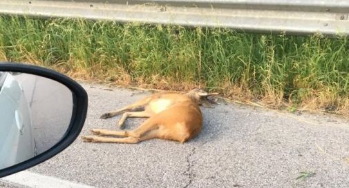 il cerbiatto ritrovato ieri mattina