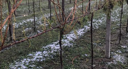 Agricoltura: in 2 mesi nella Marca danni per 10 milioni di euro alle viti