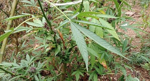 Pieve del Grappa, aveva piante di cannabis davanti casa: arrestato