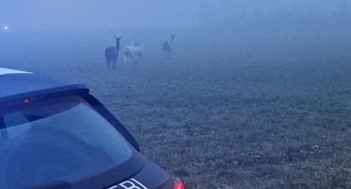 Villorba, mattinata a caccia di tre alpaca e tre lama  