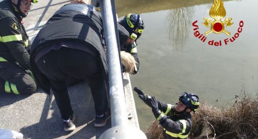 Castelfranco, il cane finisce nel canale: intervengono i Vigili del fuoco