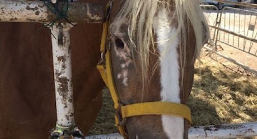 Un cavallo in palio alla lotteria della sagra: