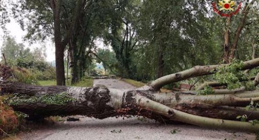 Maltempo: alberi caduti, allagamenti e disagi