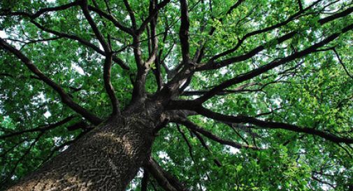 “Un albero per ogni nato”, domenica 53 consegne 