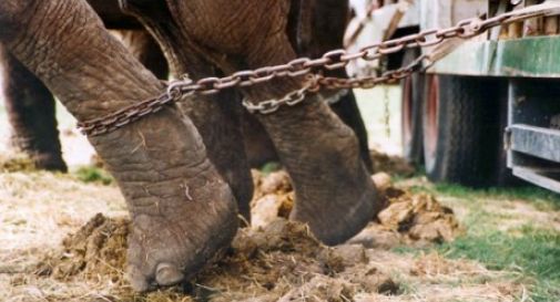 Maltrattamento animali, 8 mesi di carcere al titolare del circo