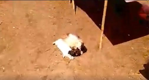 Strage all'Oasi: massacrati circa 130 animali VIDEO