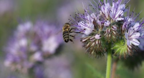 Un ettaro di terreno per salvare le api