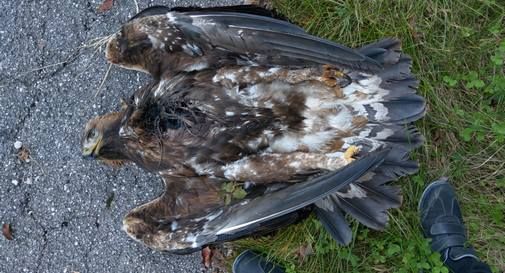 Aquila reale sul Monte Grappa