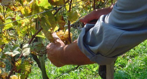 Residui della vendemmia dispersi nel torrente: ordinanza contro tre aziende agricole