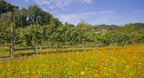 Un campo fiorito. E i pesticidi non servono