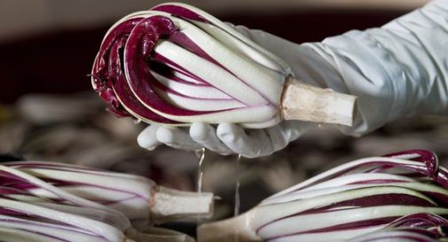 Treviso rende omaggio al radicchio con tre giornate dedicate