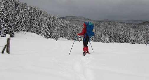 Sfama i cervi morenti: rischia la denuncia