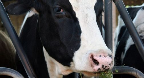 Azienda agricola a fuoco, salvati ottanta bovini