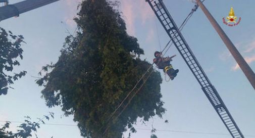 Caerano, il vento fa finire un albero nel canale Brentella