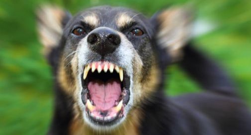 Aggredita e azzannata da un cane mentre passeggia vicino al Piave