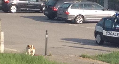 Legano il cane a un palo e lo lasciano lì