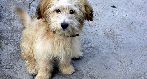 I cani entrano a scuola, i bambini imparano a conoscerli