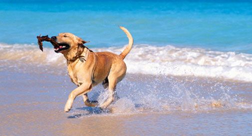 Jesolo apre la spiaggia agli animali