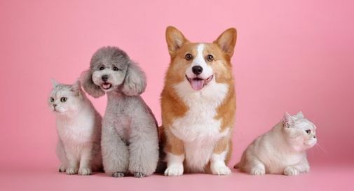 Cagnolini e gattini