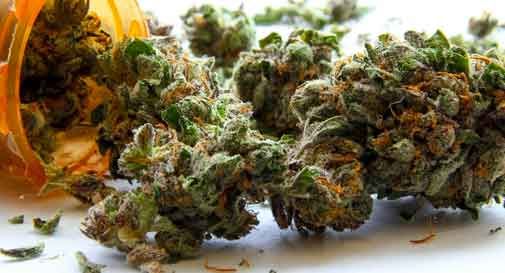La cannabis legale (con Thc< 0,2%) una pianta nota per la “Cannabis light” e per i pregi del cbd contro lo stress e logorio quotidiano