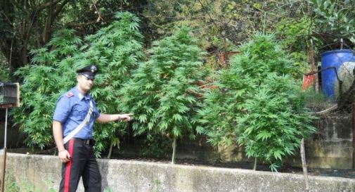 Piante di marijuana alte due metri nel giardino di casa