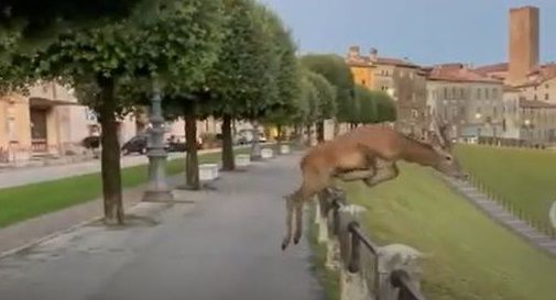 Capriolo a Bassano